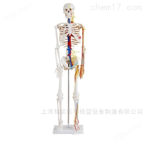 销售人体骨骼模型价格