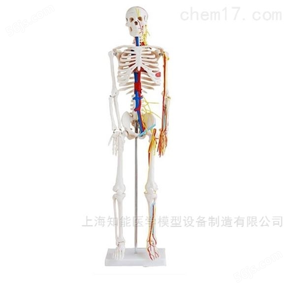销售人体骨骼模型