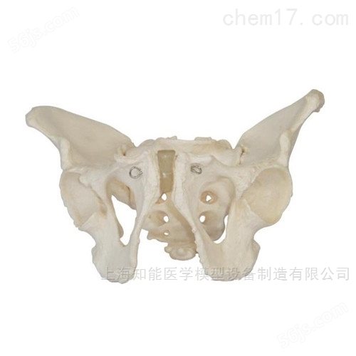 骨盆解剖结构示教模型报价