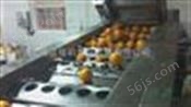 橙子柠檬筛选机